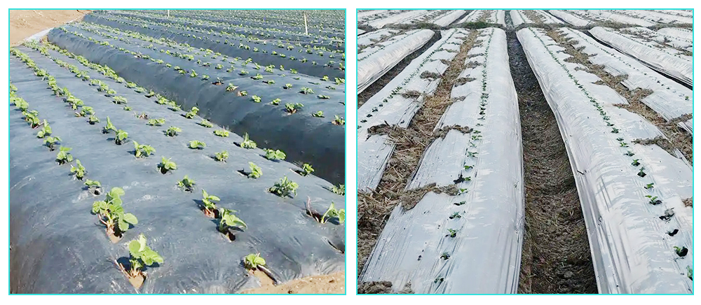 农膜地膜-应用图.jpg